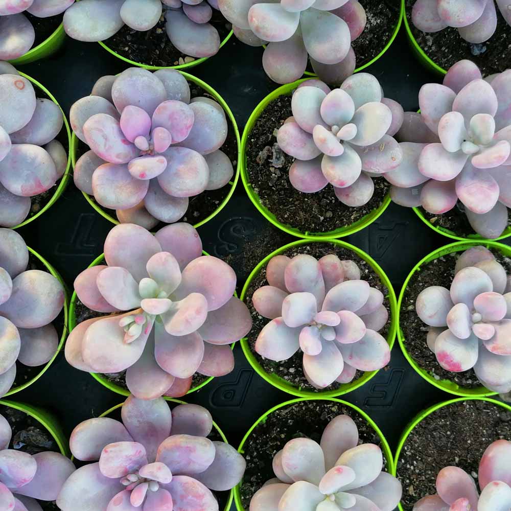 Graptopetalum amethystinum