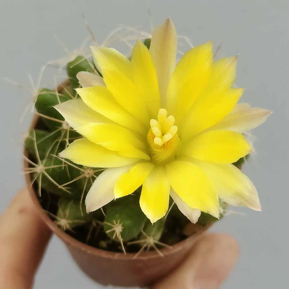 mammillaria longimamma