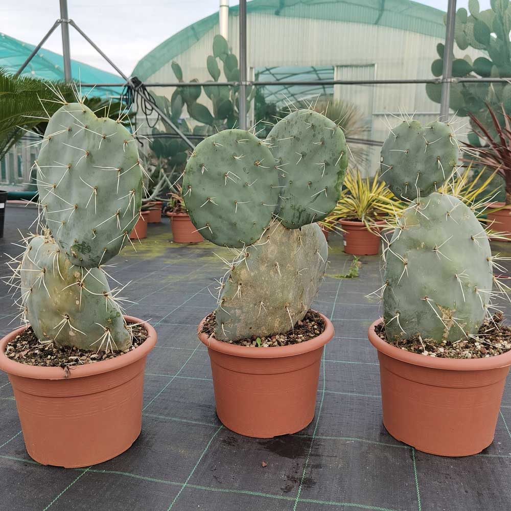 opuntia cyclodes cactus