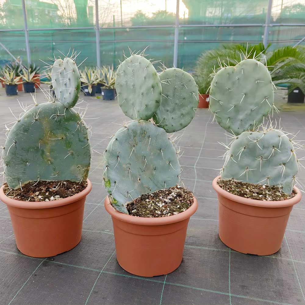 opuntia cyclodes pianta