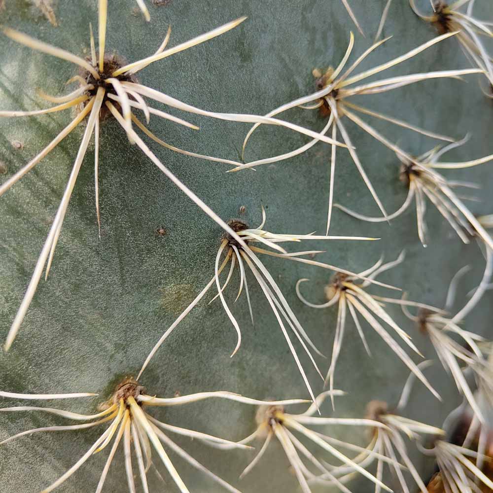 Opuntia maxima