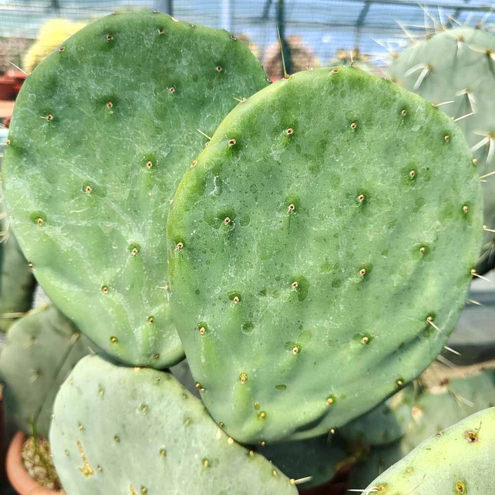 Opuntia robusta