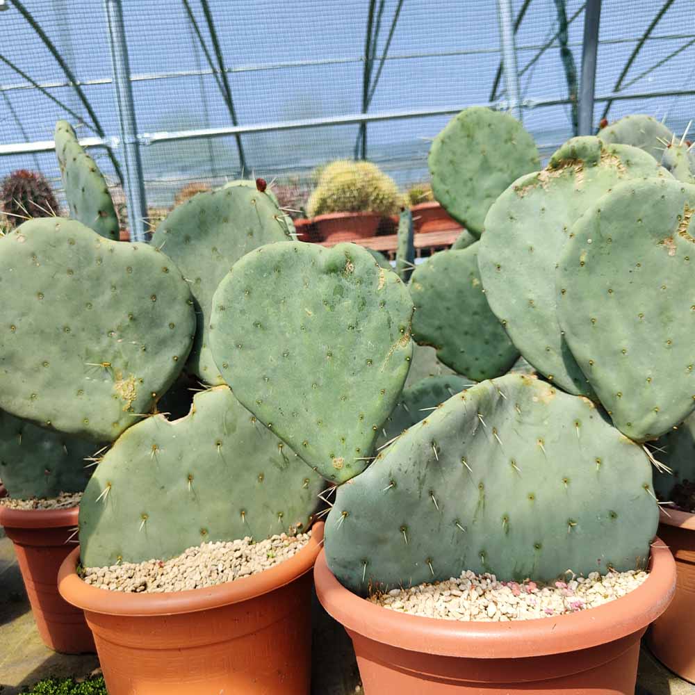 Opuntia robusta