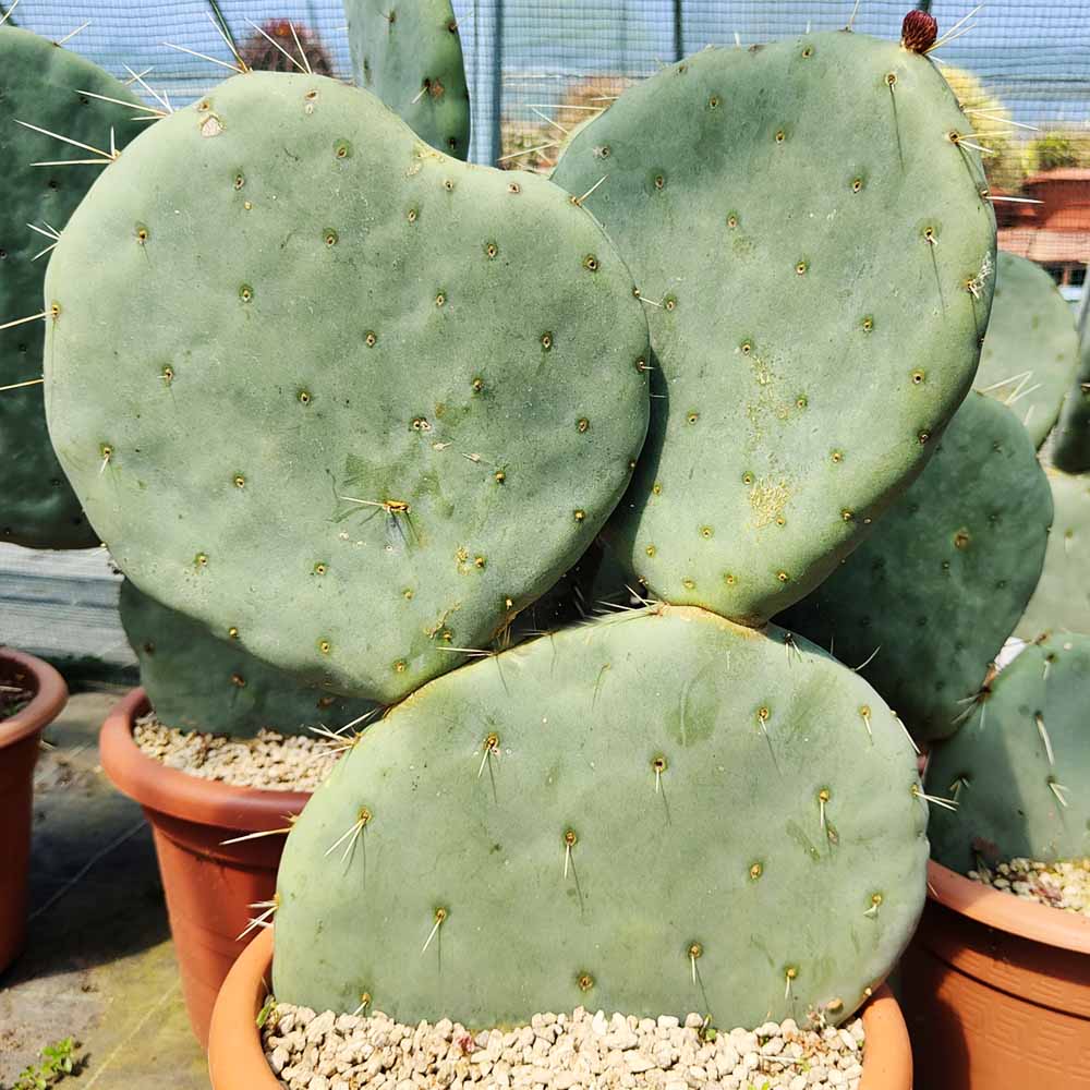 Opuntia robusta