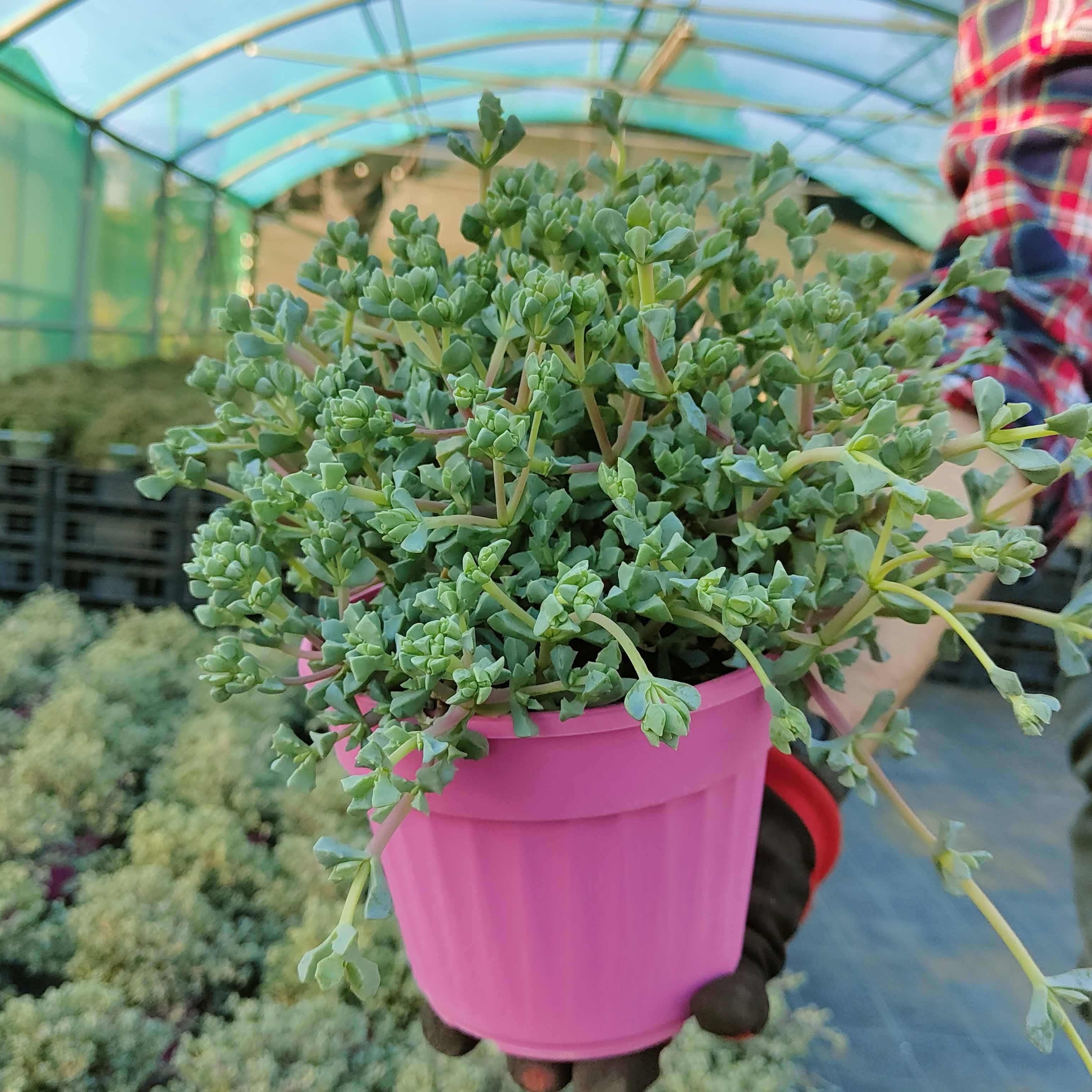 oscularia deltoides pianta