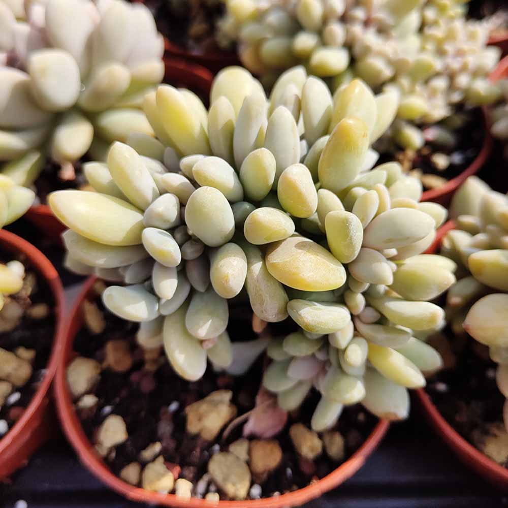pachyveria clavifolia crestata pianta