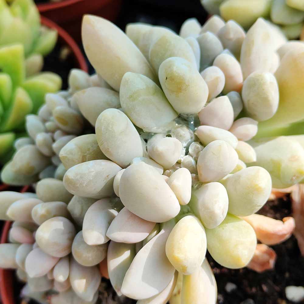 pachyveria clavifolia crestata