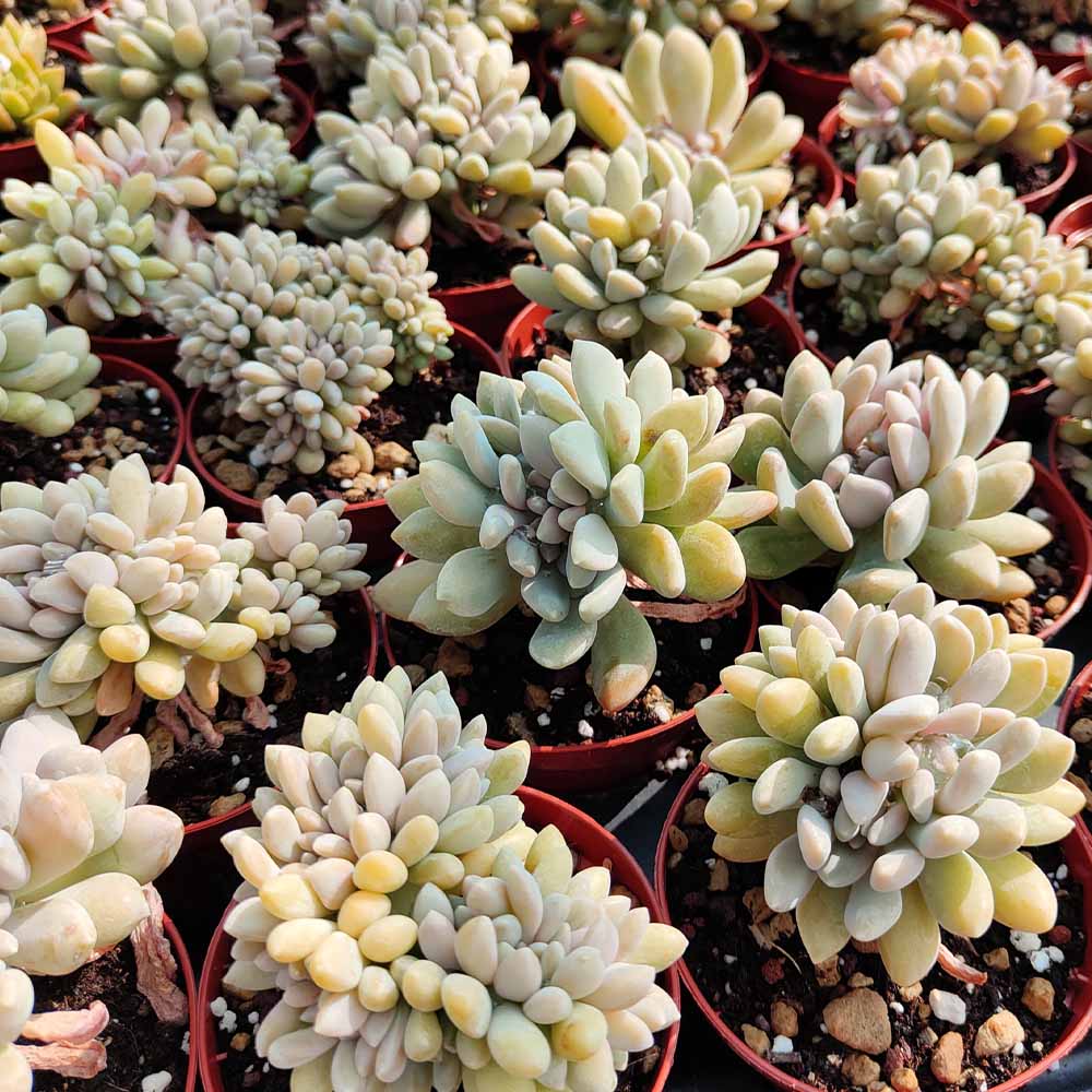 pachyveria clavifolia cristata
