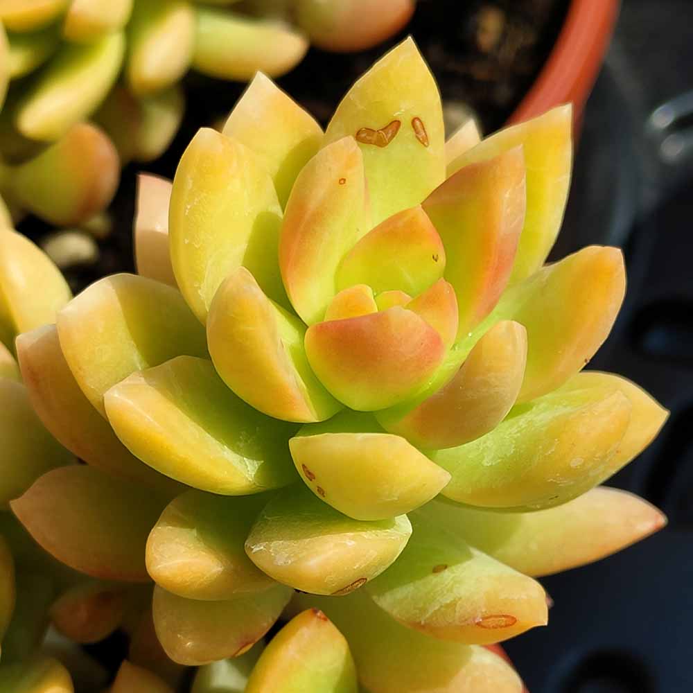 sedum adolphii