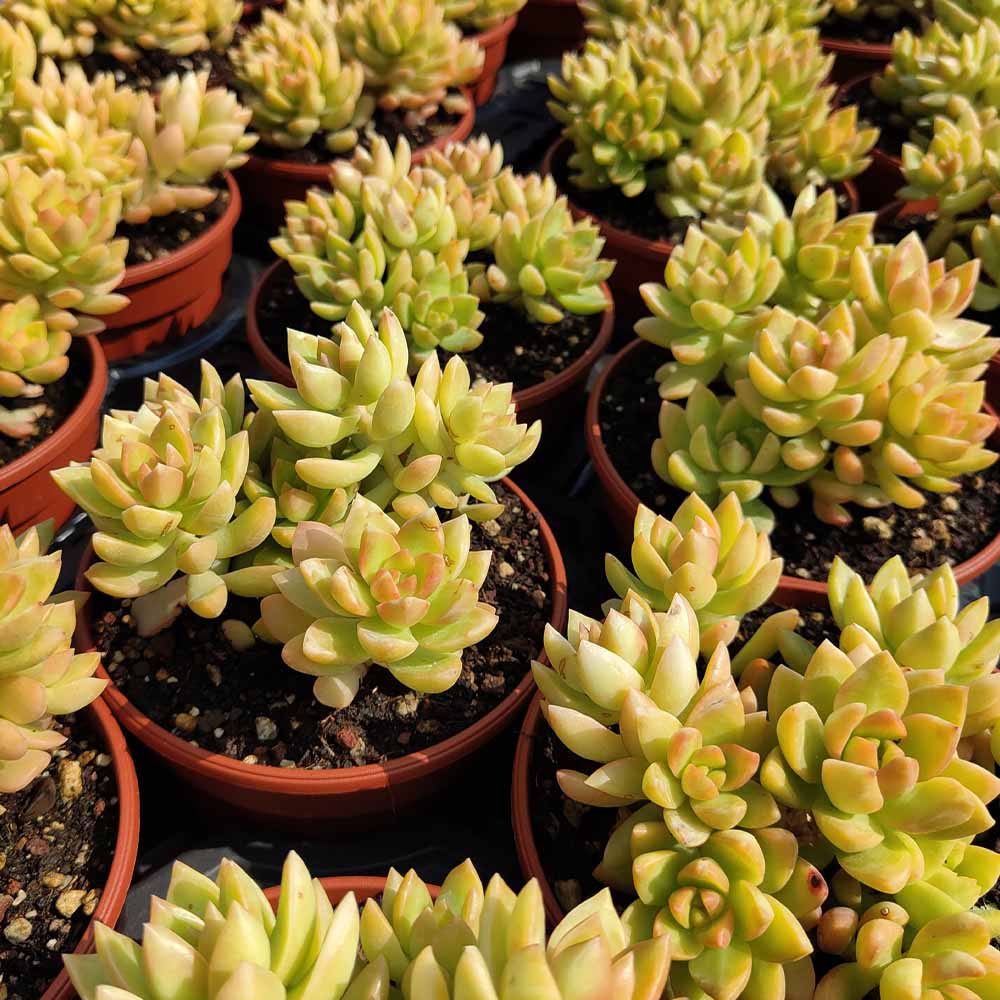 sedum adolphii