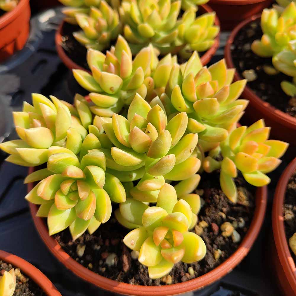sedum adolphii