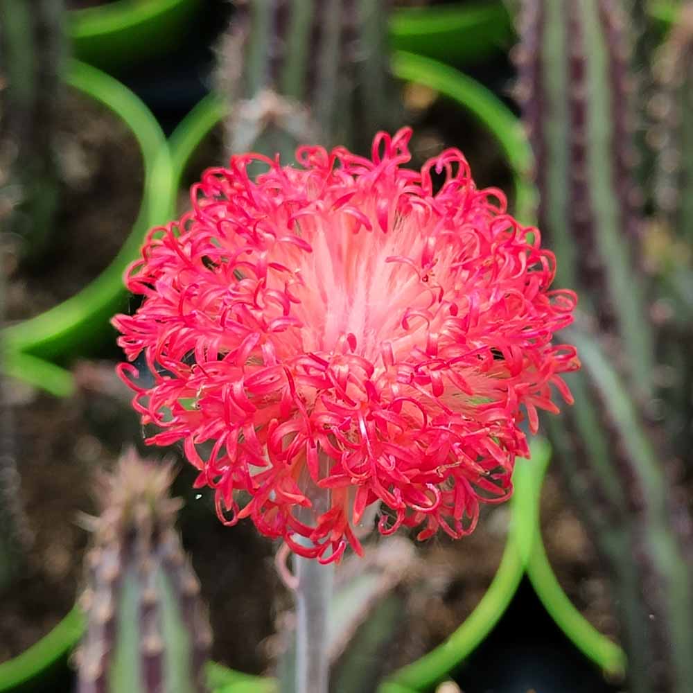 senecio stapeliformis fiore