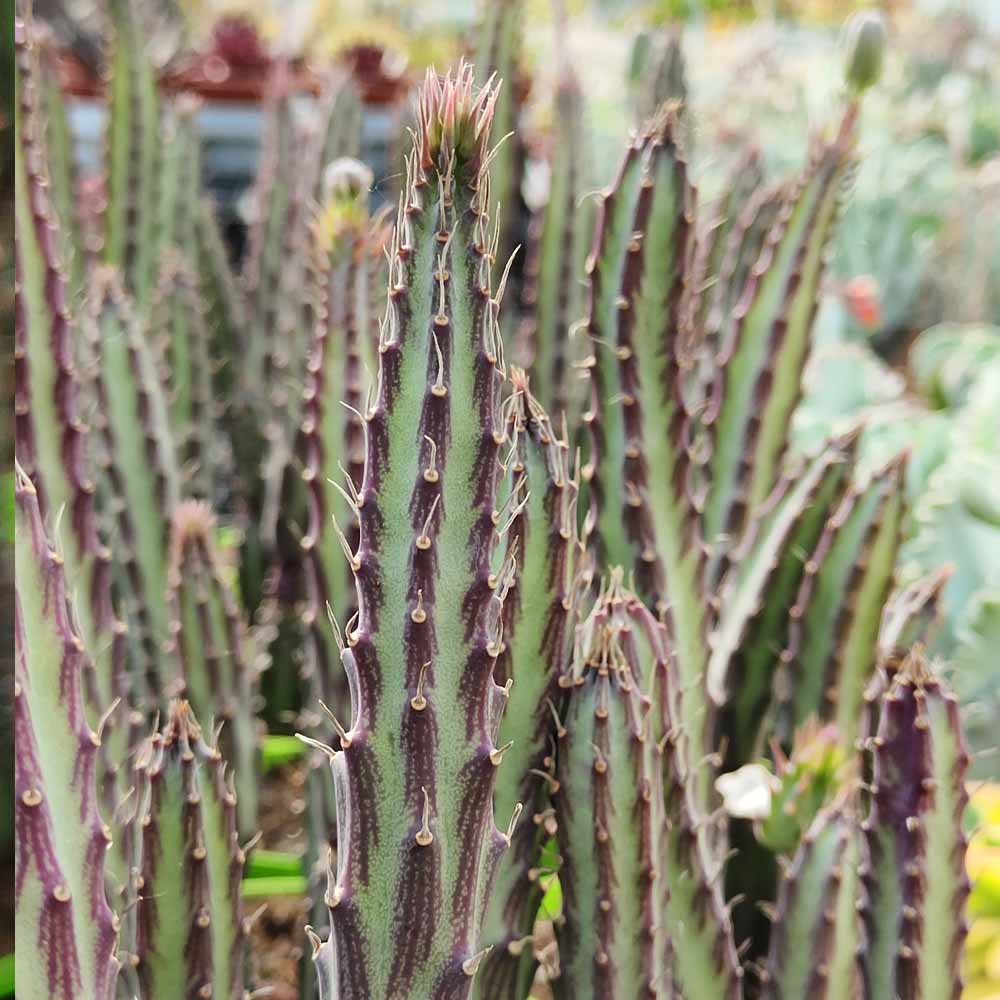 senecio stapeliformis