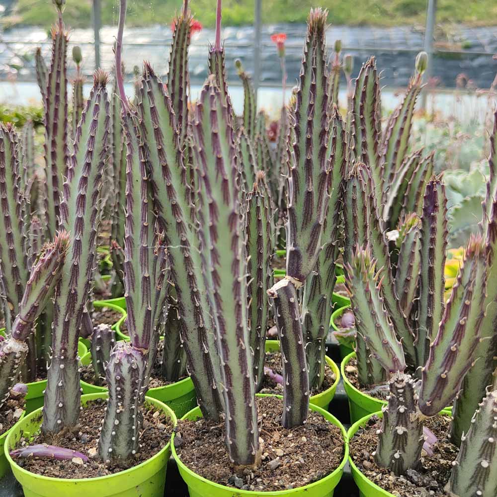 senecio stapeliformis pianta