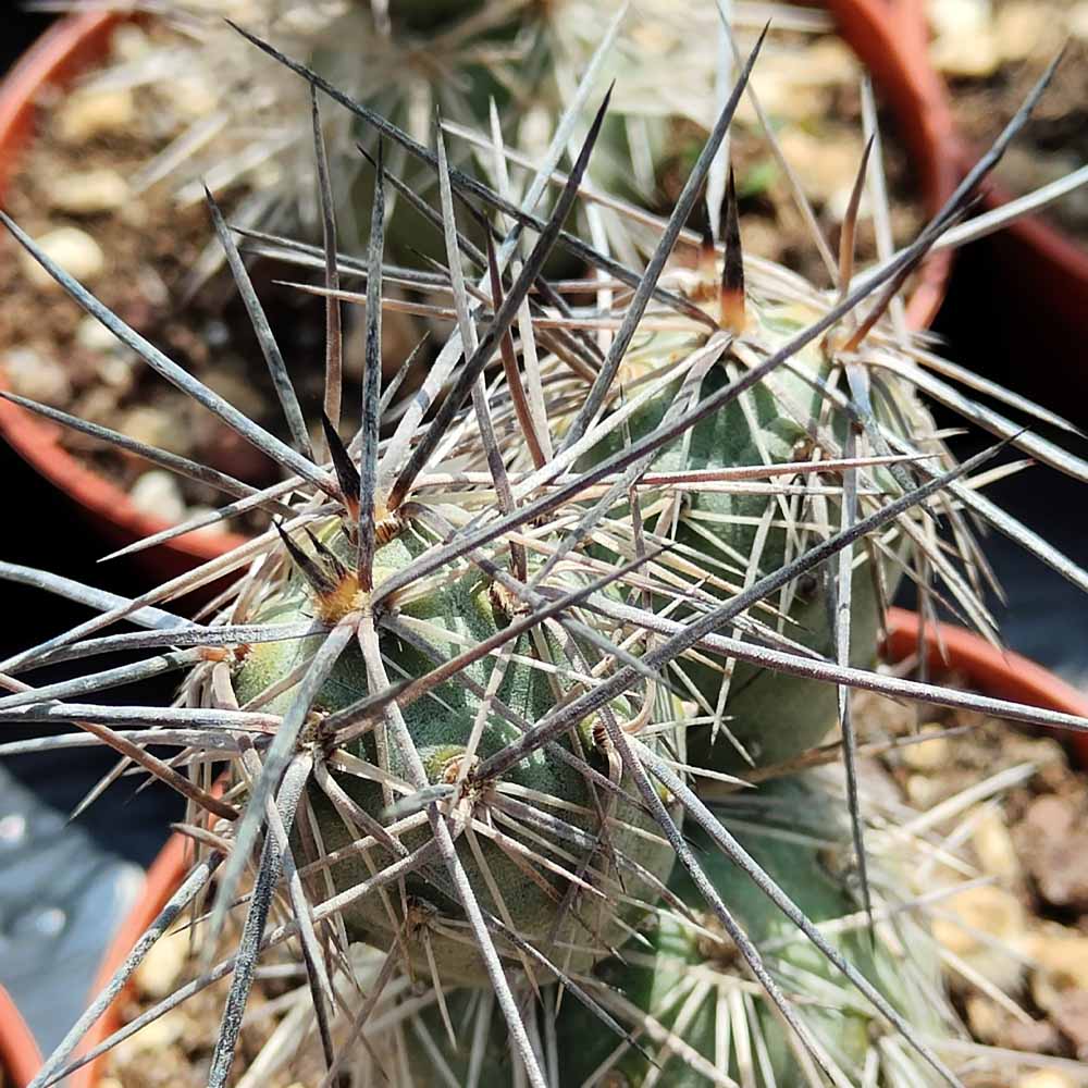 Tephrocactus alexanderi