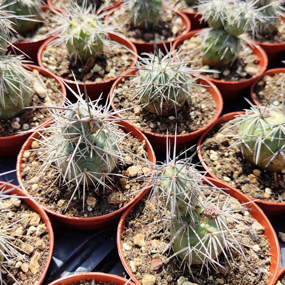 Tephrocactus alexanderi