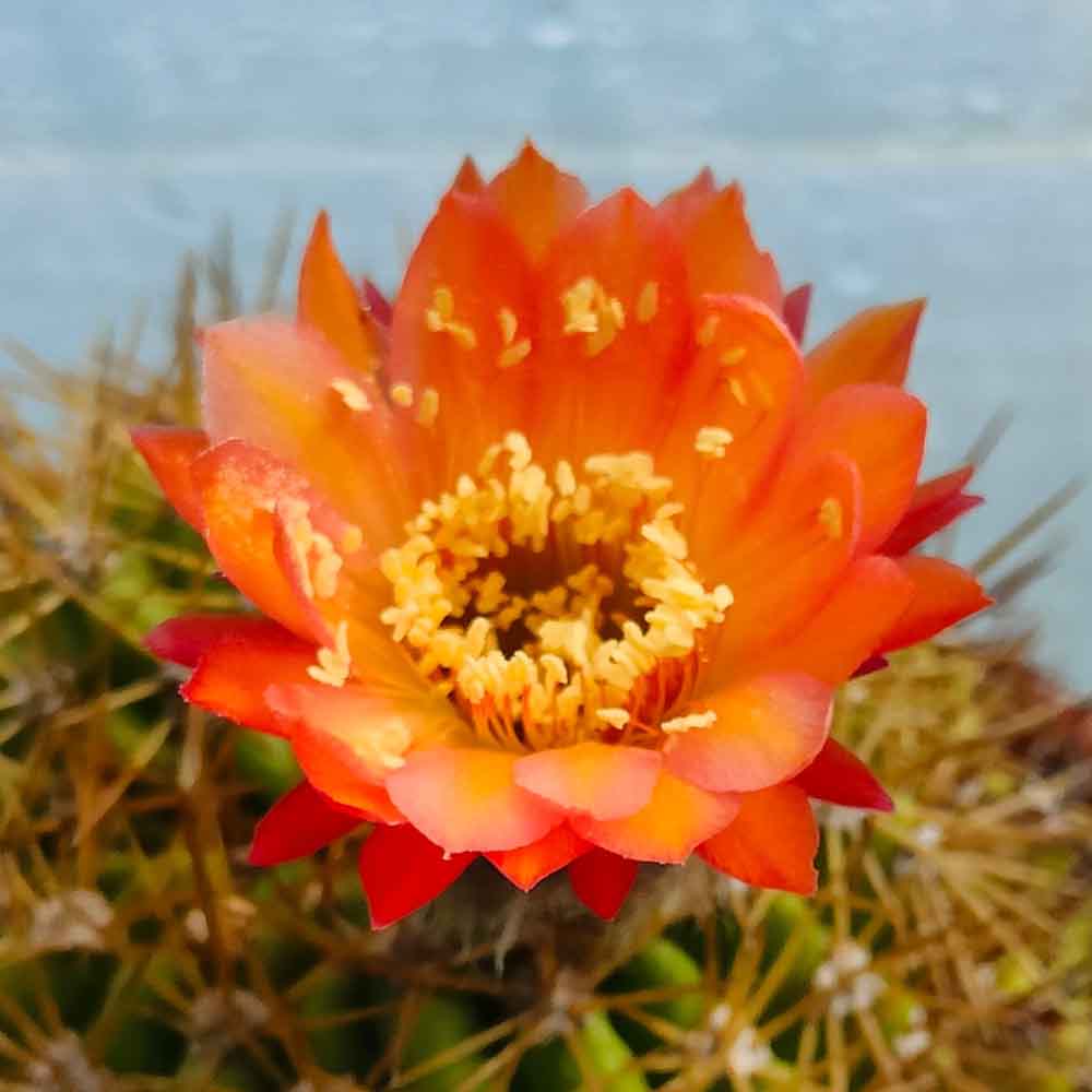 trichocereus arancio caldo