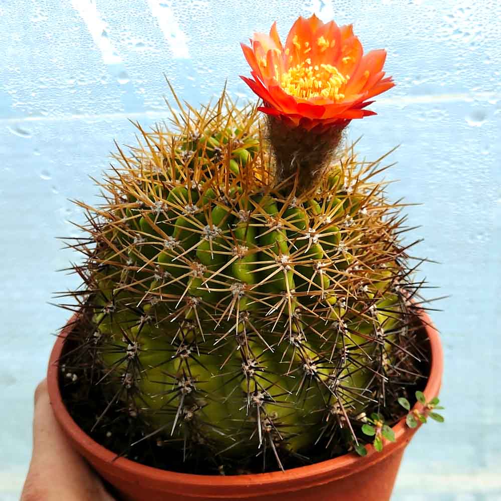 trichocereus arancio caldo pianta