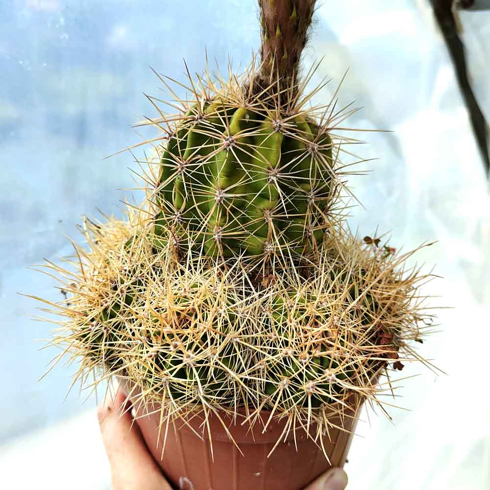 trichocereus fuxia pianta