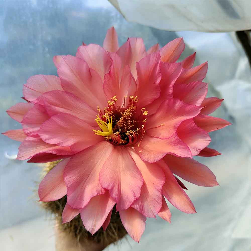 trichocereus fuxia