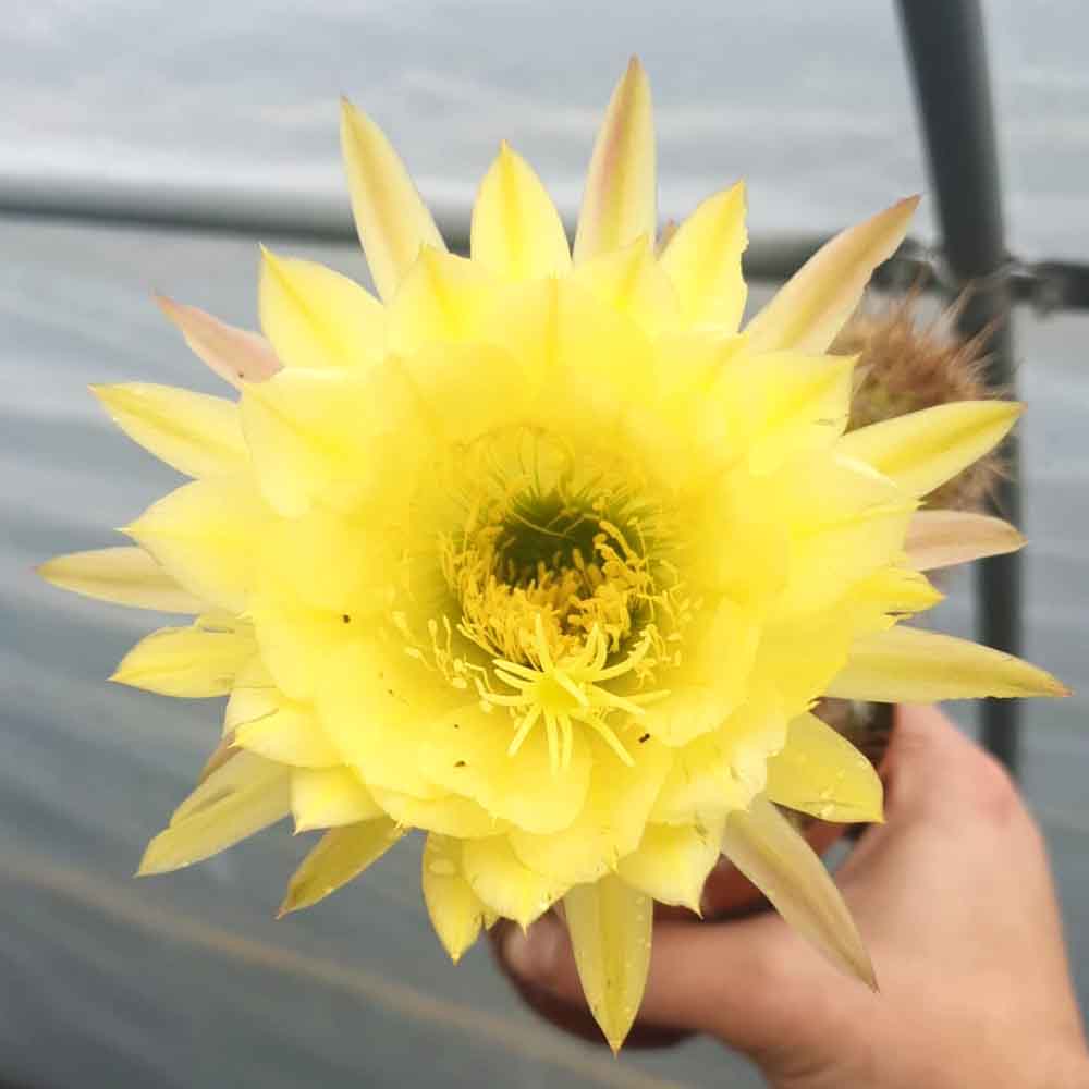 trichocereus giallo
