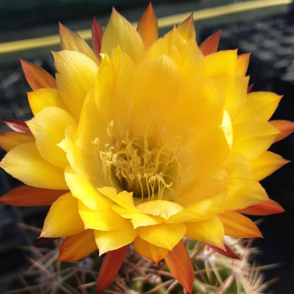 trichocereus giallo intenso