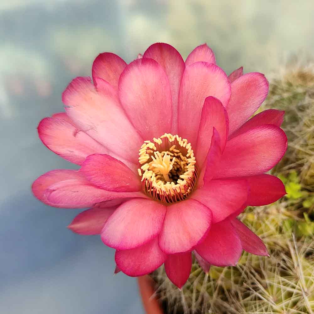 trichocereus pianta fiore rosso carico