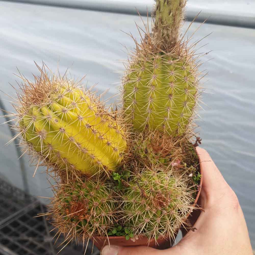 trichocereus pianta giallo