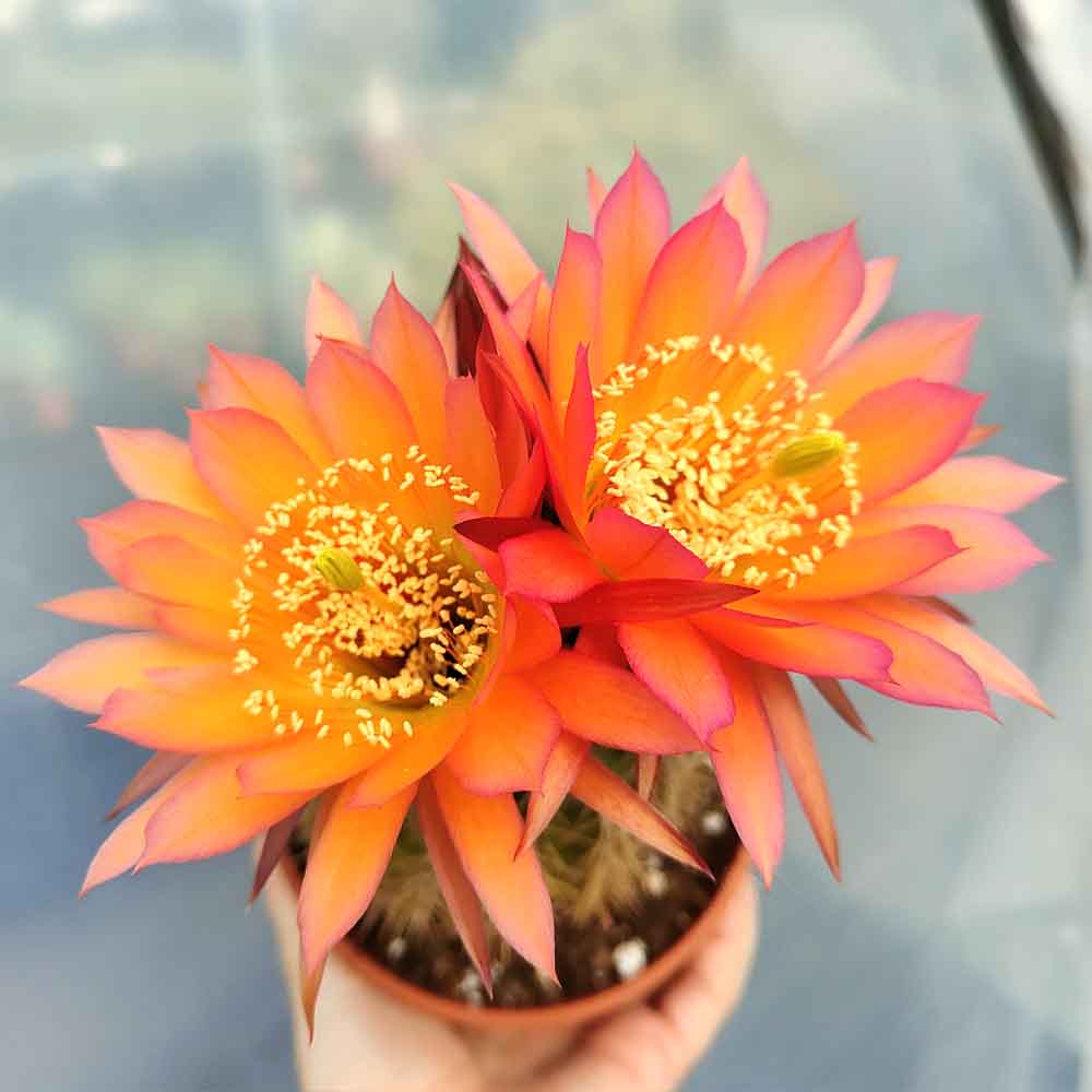 trichocereus pianta grassa fiore arancio carico