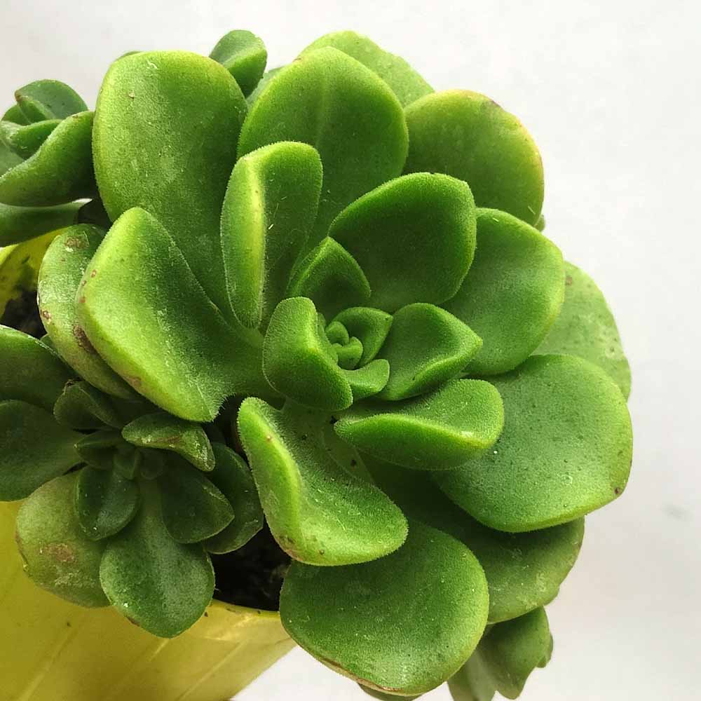 Aeonium Lily Pad pianta grassa