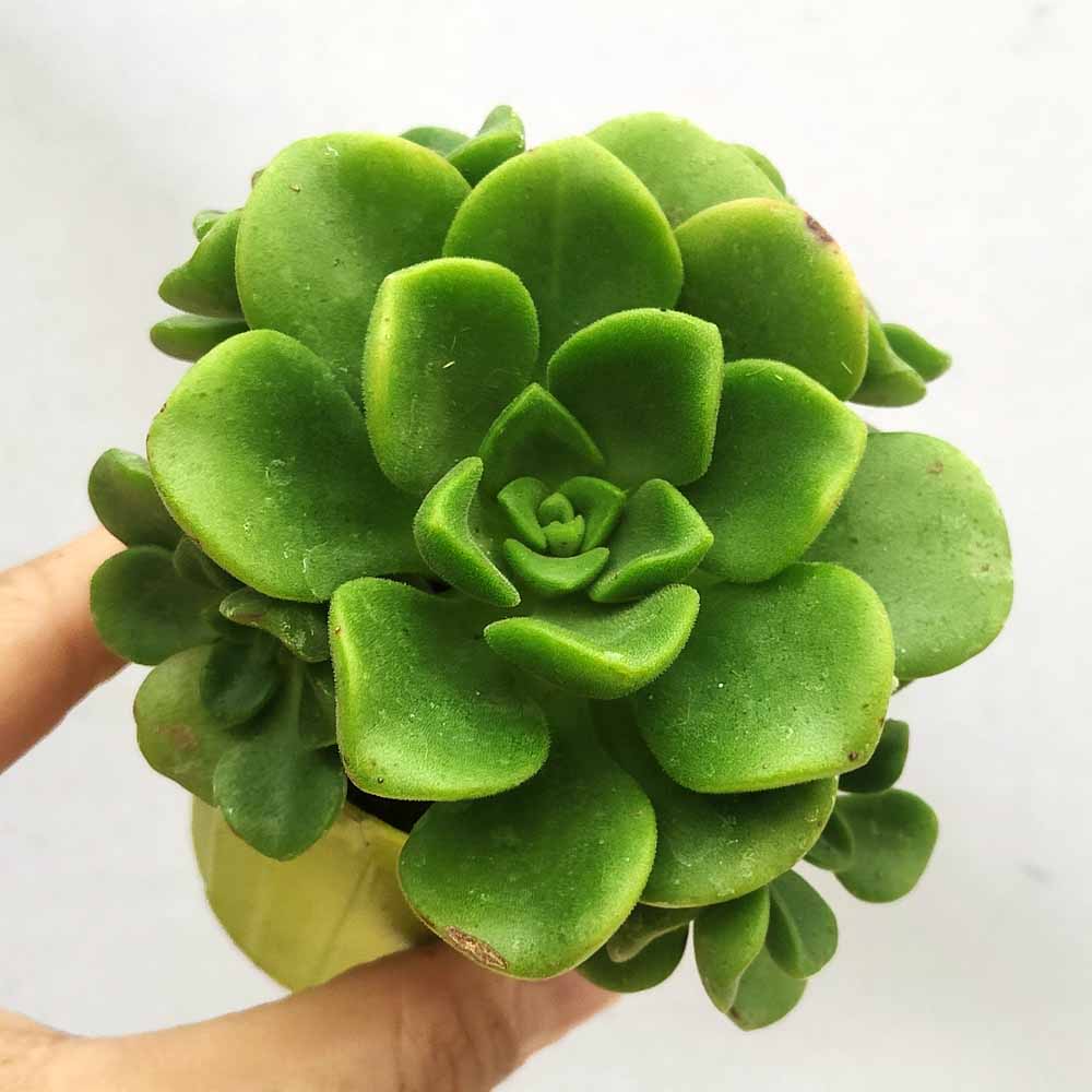 Aeonium Lily Pad pianta