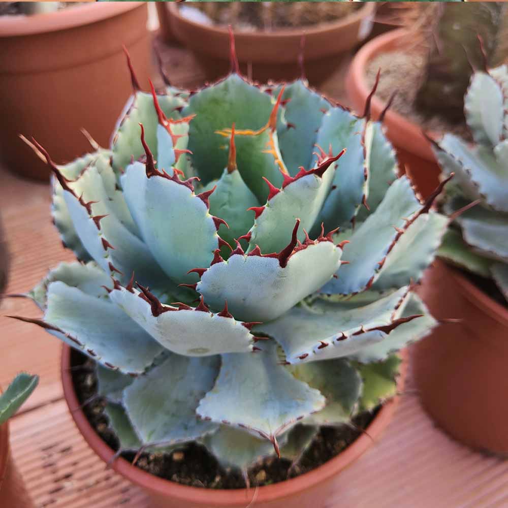 Agave potatorum CV Kichijokan pianta grassa
