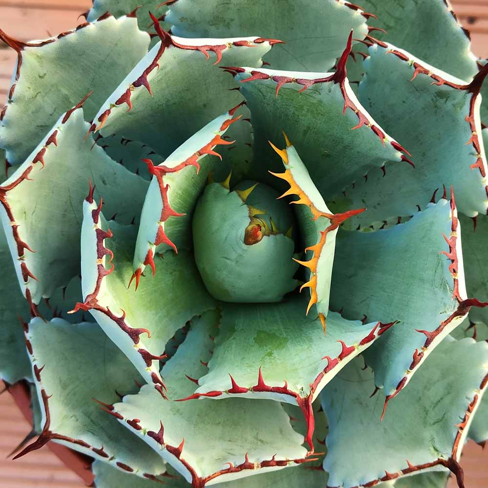Agave potatorum Kichijokan