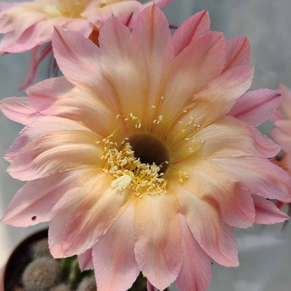 ECHINOPSIS rosa arancio 3053
