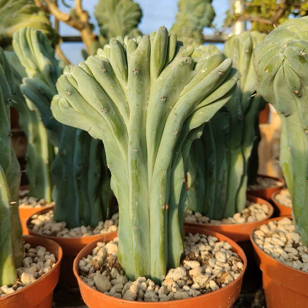 MYRTILLOCACTUS crestato