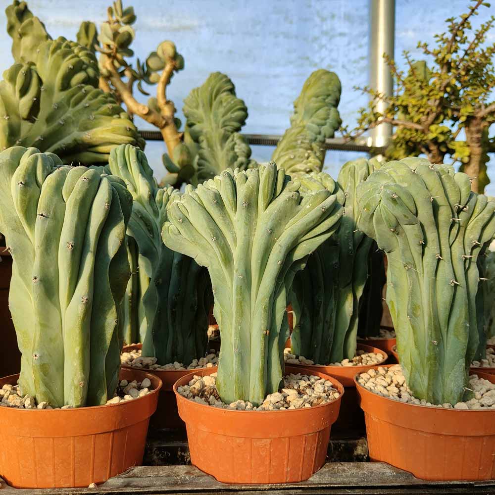 MYRTILLOCACTUS crestato cactus