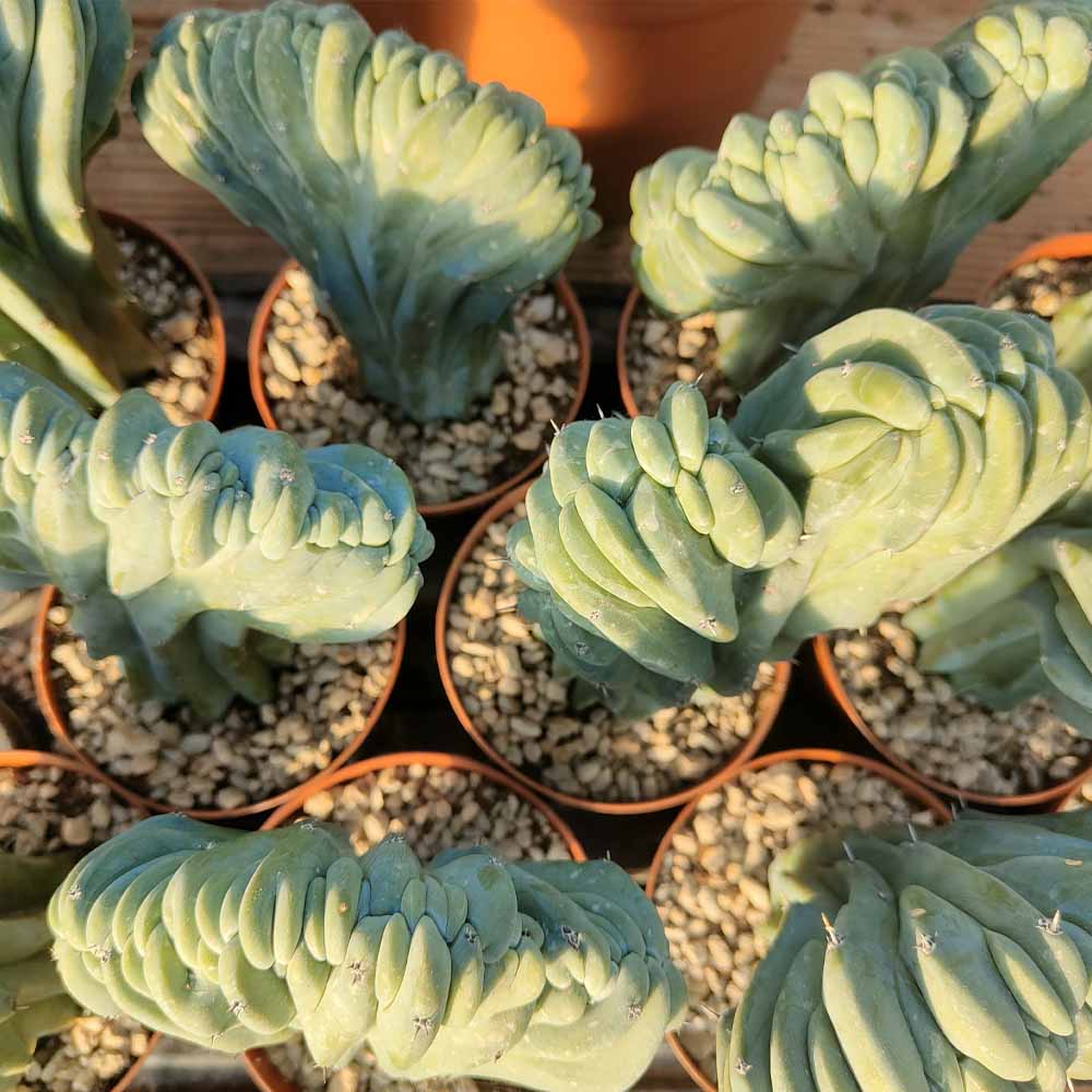 MYRTILLOCACTUS crestato pianta
