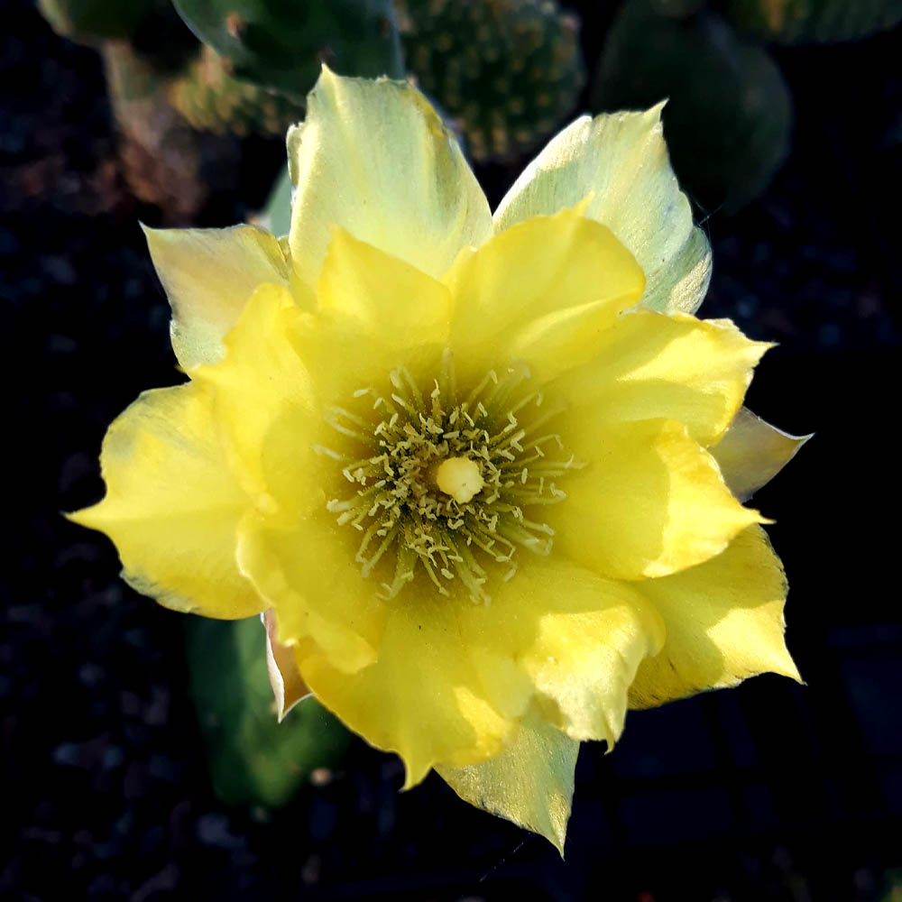 Opuntia humifusa fiore