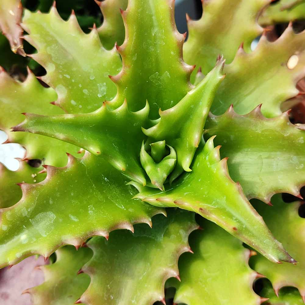 aloe morogoroensis