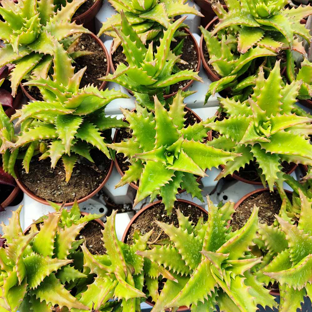 aloe morogoroensis