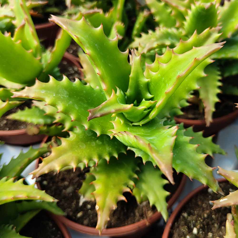 aloe morogoroensis