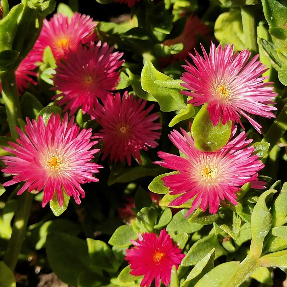 aptenia cordifolia fiore