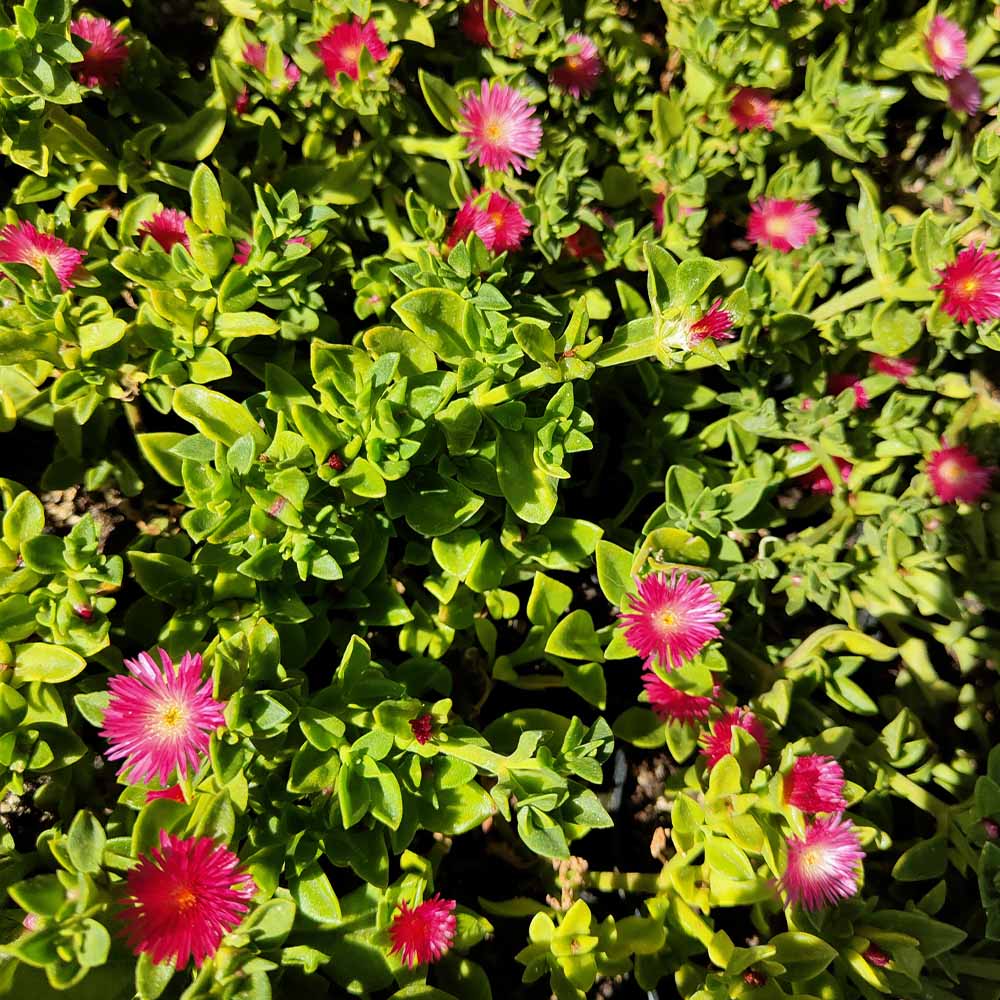 aptenia cordifolia