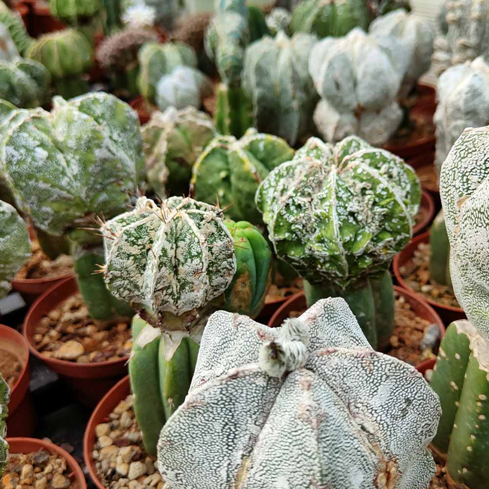 astrophytum collezione