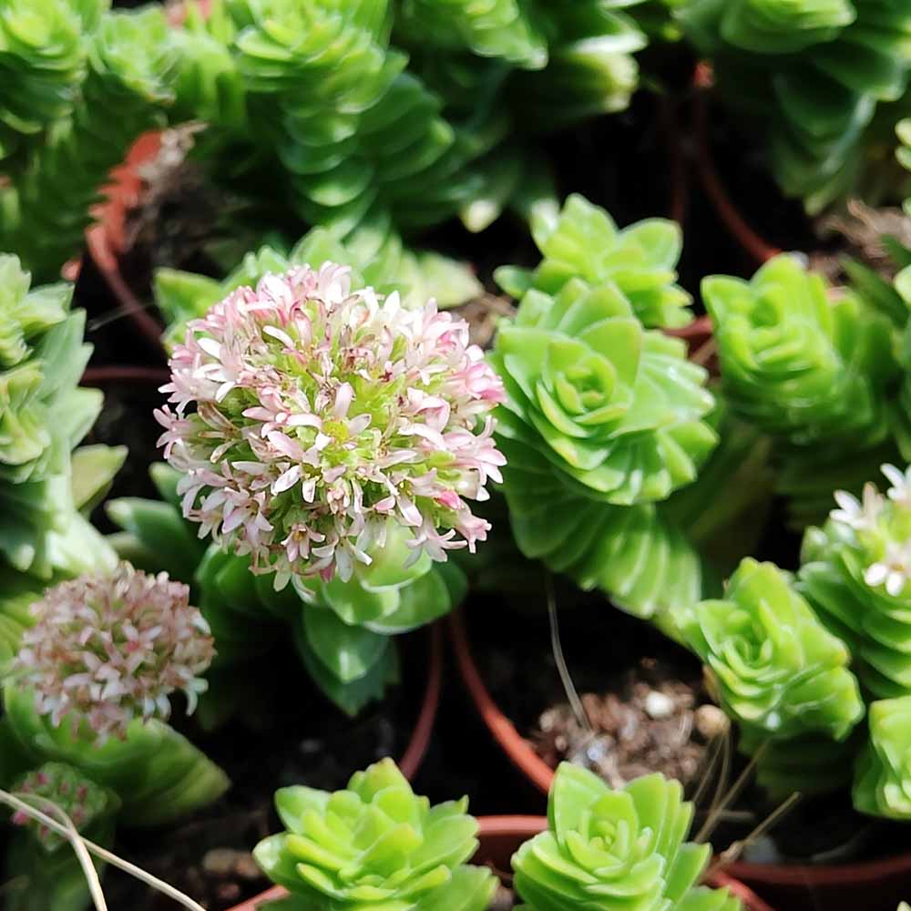 crassula estagnol fiore