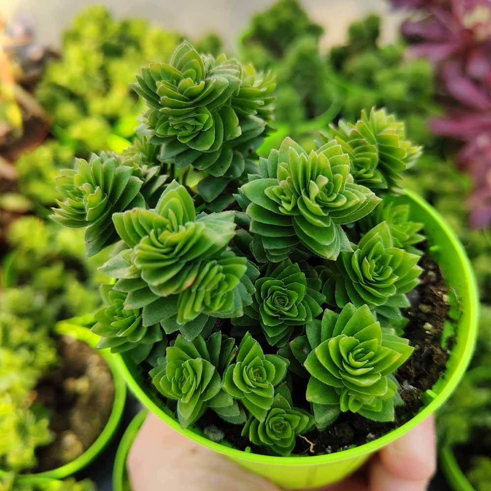 crassula estagnol succulente