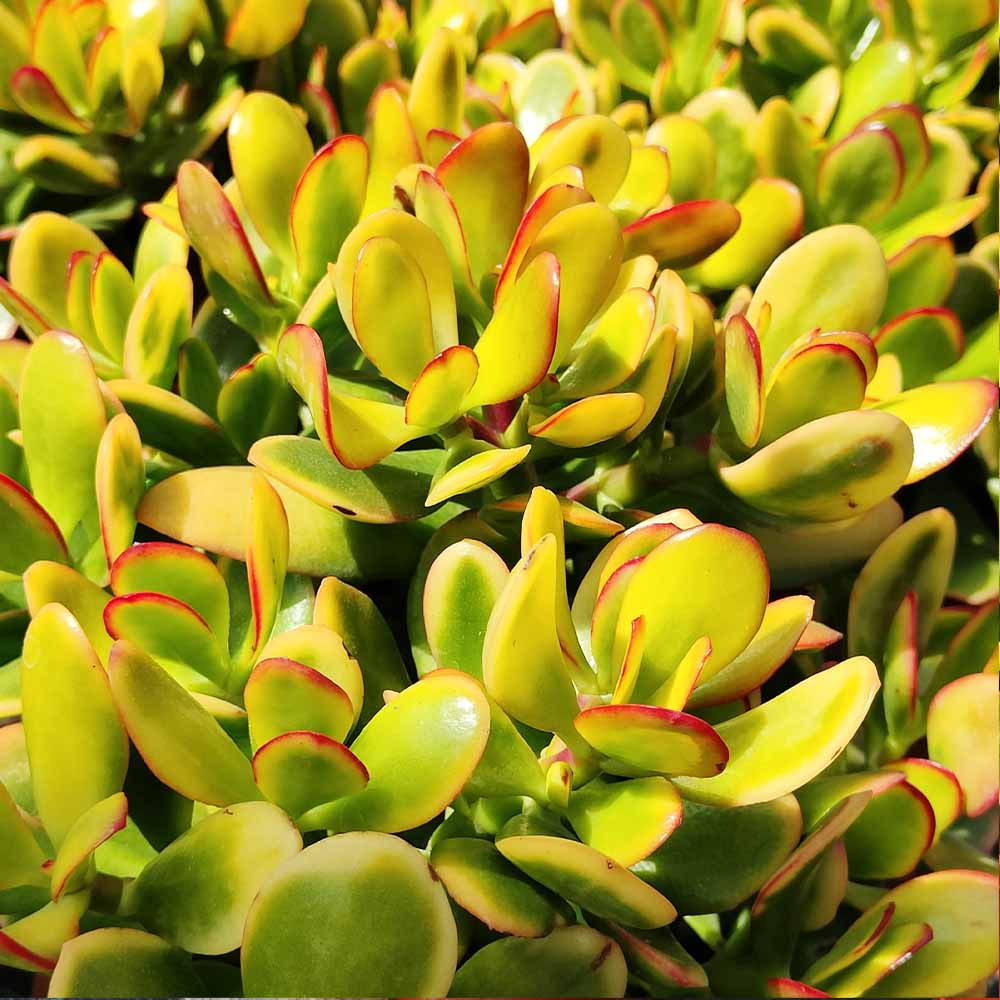 crassula ovata tricolor