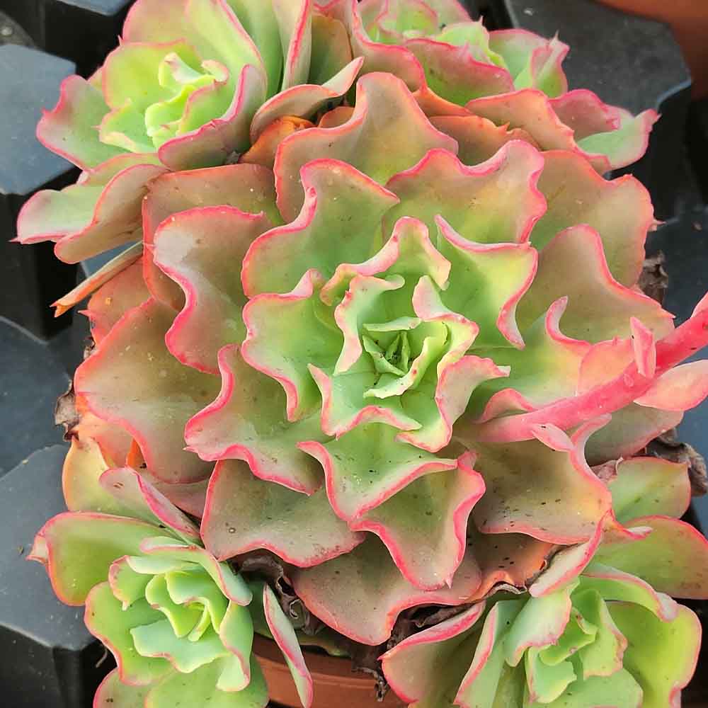 echeveria shaviana