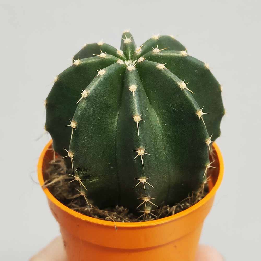 echinocereus subinermis cactus