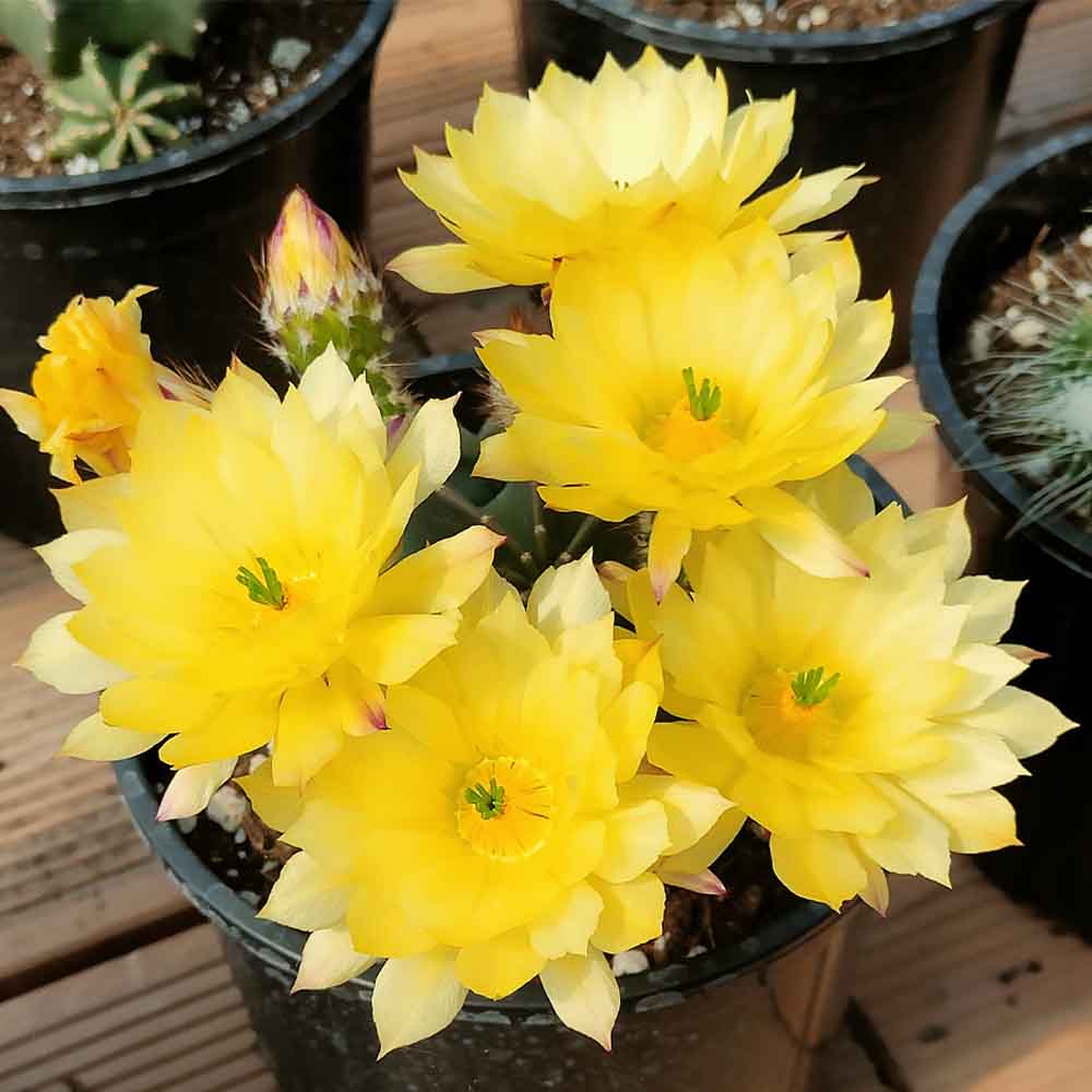 echinocereus subinermis fiore